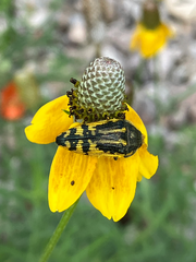 Acmaeodera amplicollis