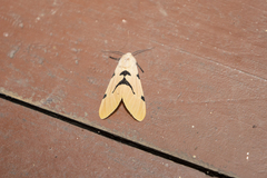Spilarctia comma