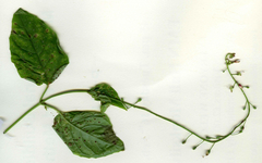 Puccinia circaeae
