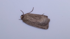 Abagrotis alternata
