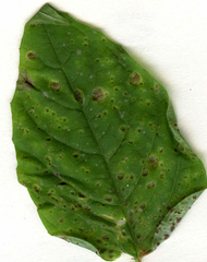 Puccinia circaeae