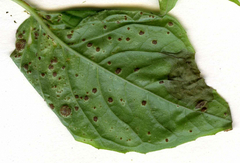 Puccinia circaeae