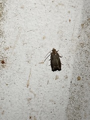 Epiblema abruptana