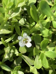 Bacopa monnieri
