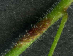 Puccinia circaeae