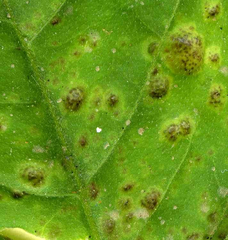 Puccinia circaeae