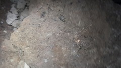 Eumodicogryllus bordigalensis