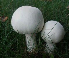 Agaricus crocodilinus