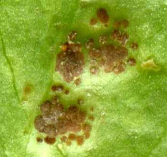Puccinia circaeae