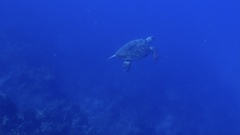 Eretmochelys imbricata