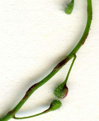 Puccinia circaeae