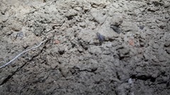 Eumodicogryllus bordigalensis