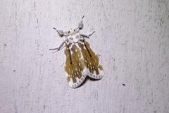 Pseudoadites frigida