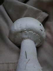 Agaricus crocodilinus