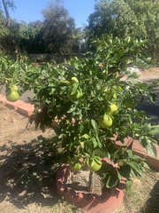 Citrus paridisi