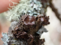 Tuckermanopsis platyphylla