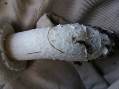 Agaricus crocodilinus