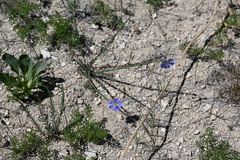 Linum lewisii