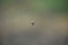 Eriovixia