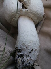 Agaricus crocodilinus