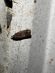 Psilocorsis reflexella