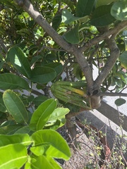 Citrus