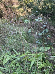 Phaseolus polystachios