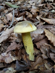 Retiboletus