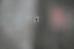 Eriovixia