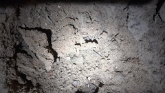 Eumodicogryllus bordigalensis