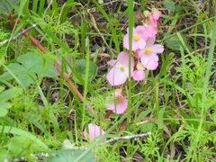 Begonia bulbillifera