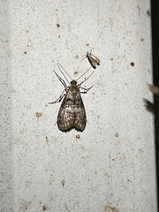 Pococera asperatella
