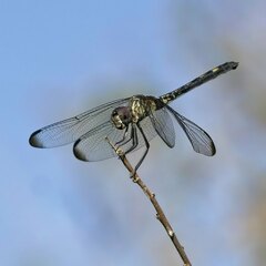 Dythemis