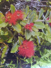 Metrosideros collina