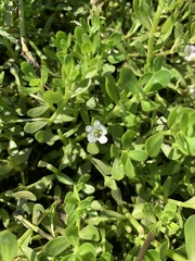 Bacopa monnieri