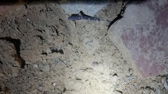 Eumodicogryllus bordigalensis