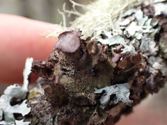 Tuckermanopsis platyphylla