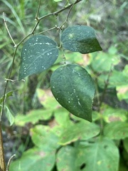 Phaseolus polystachios