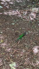 Ameiva ameiva