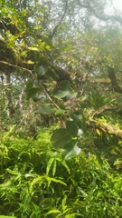 Metrosideros collina