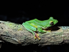 Rhacophorus malabaricus