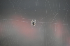 Eriovixia