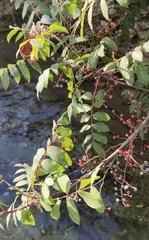 Pistacia terebinthus palaestina