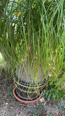 Beaucarnea recurvata