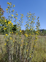 Helianthus maximiliani