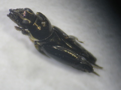 Tridactylidae