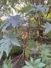Ricinus