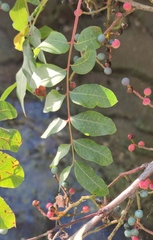 Pistacia terebinthus palaestina