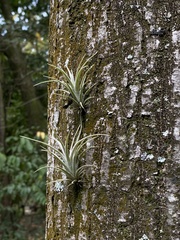Tillandsia pohliana