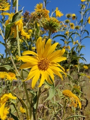 Helianthus maximiliani